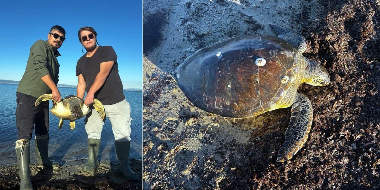 1 metre boyundaki caretta kiyiya vurdu jPhwvEjZ.jpg