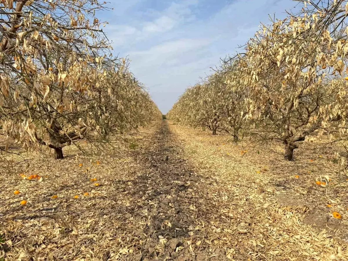 greyfurt ureticileri destek kapsamina alinmali 5EdsBnJl.jpg
