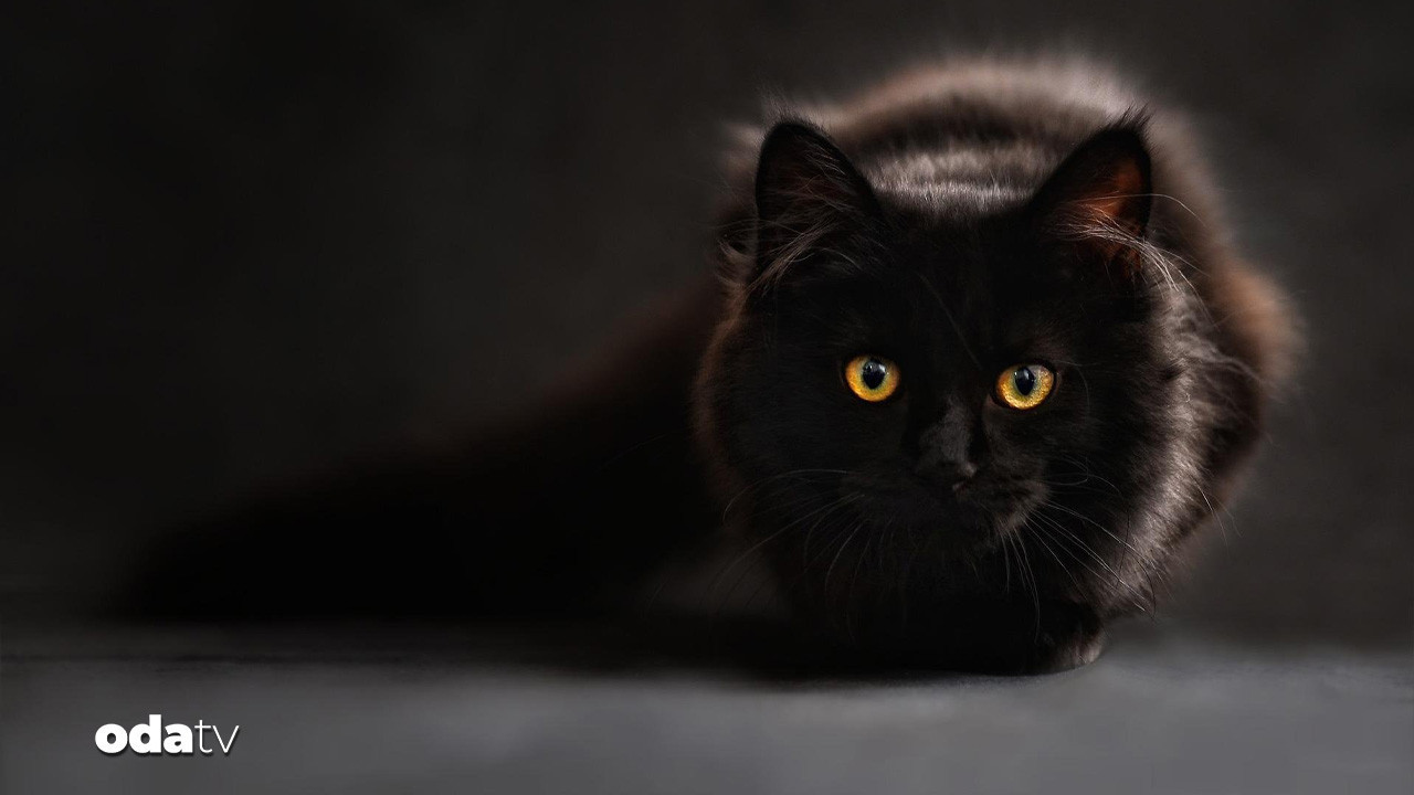 ispanyanin terrassa kentinde gecici kara kedi yasagi getirildi QP9hO3FI.jpg