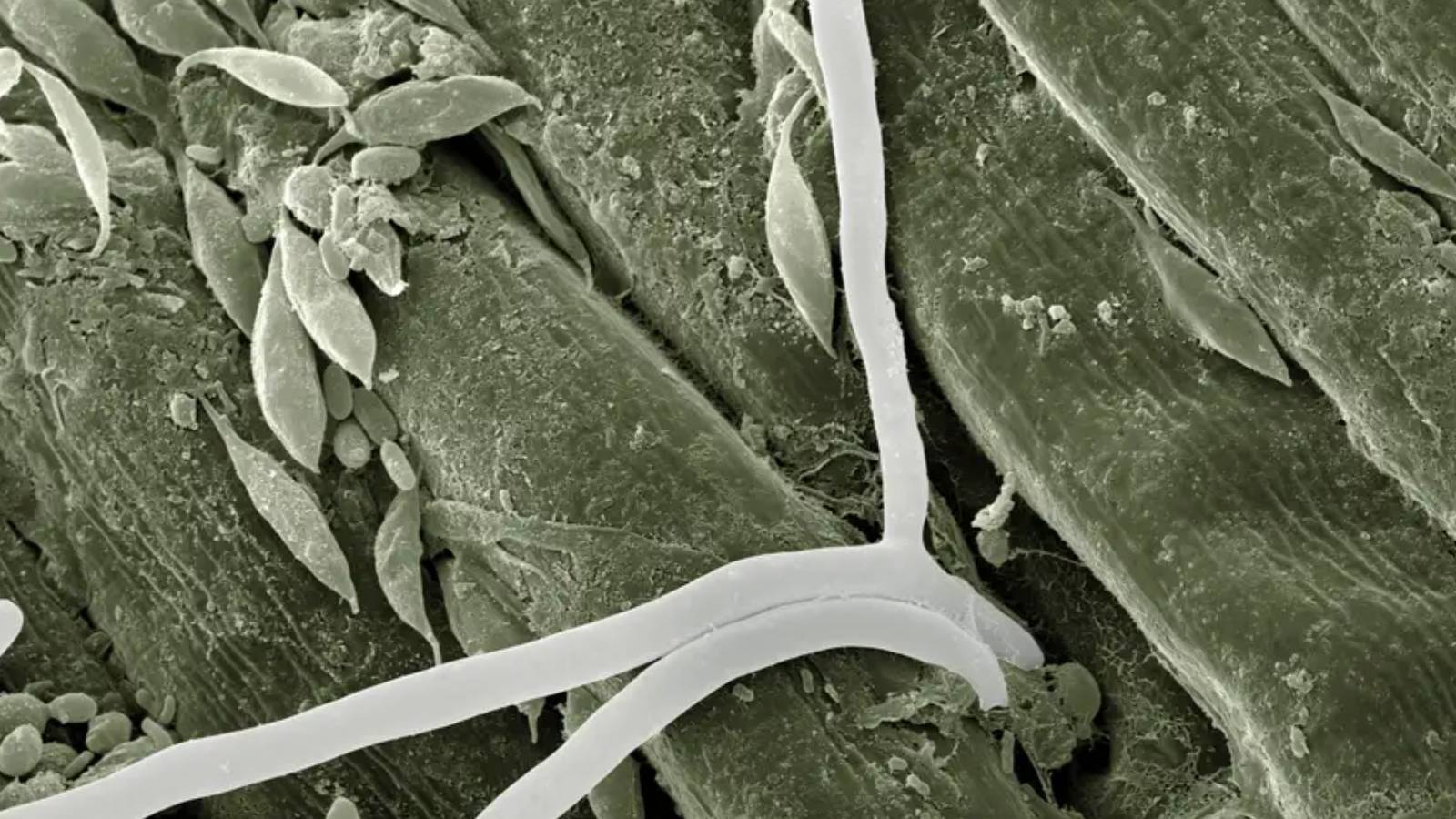 yapay zeka biyoteknolojiyi nasil terore donusturuyor pwy5RNOR.jpg