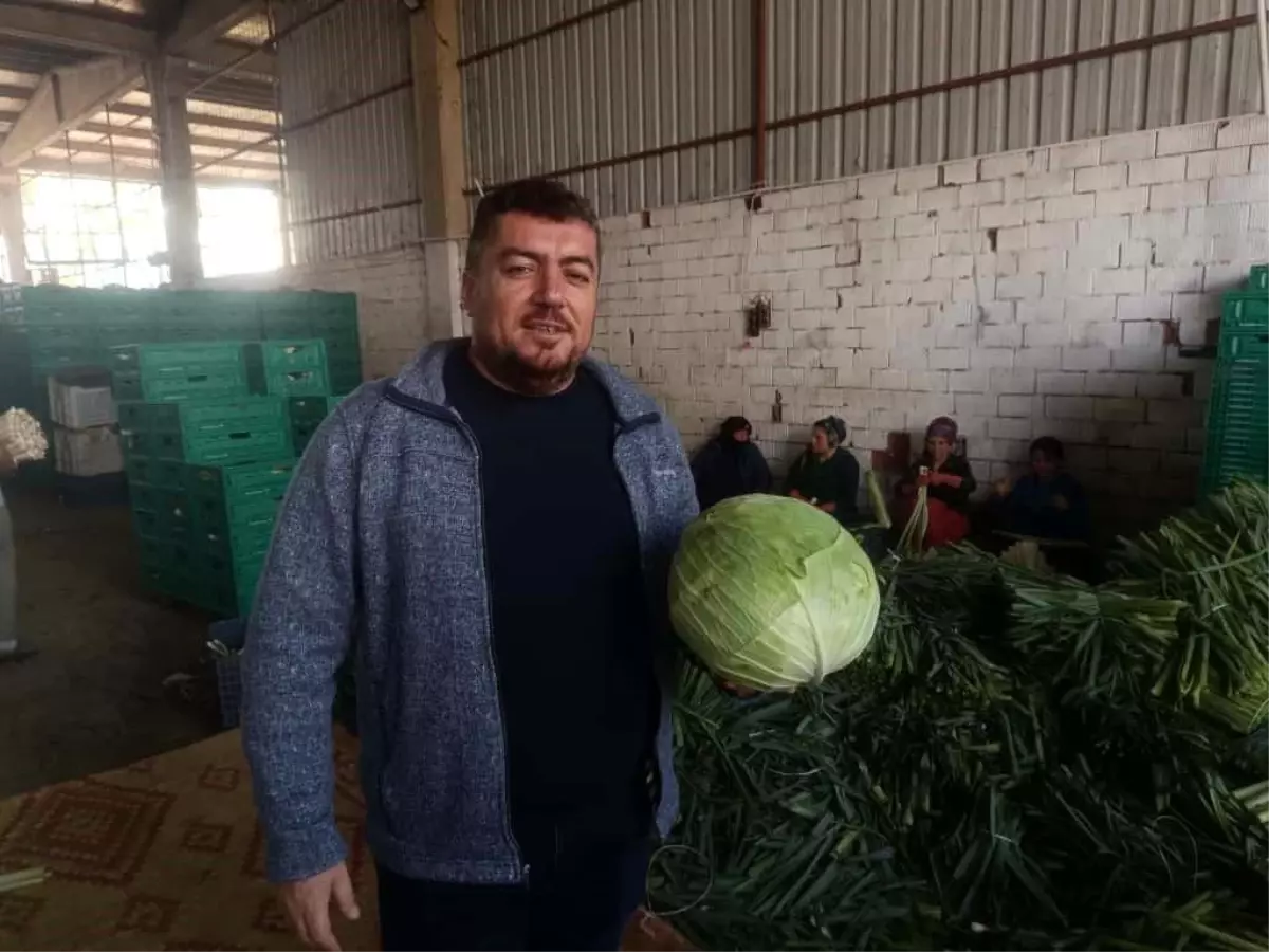 yenisehirde kislik hasat basladi rvDpPNOw.jpg