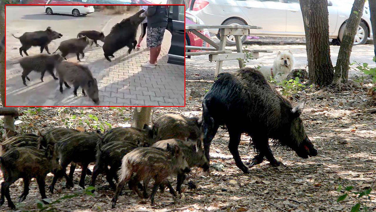 beslemeye calistigi yaban domuzu tatilcinin kolunu isirdi kDbeVZs2.jpg