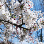 istanbulun-en-civil-civil-en-renkli-gunleri-basladi-KQYEk3II