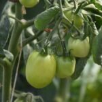 Ciftcinin dalindaki yesil domatesine icra geldi GOuLaqMX